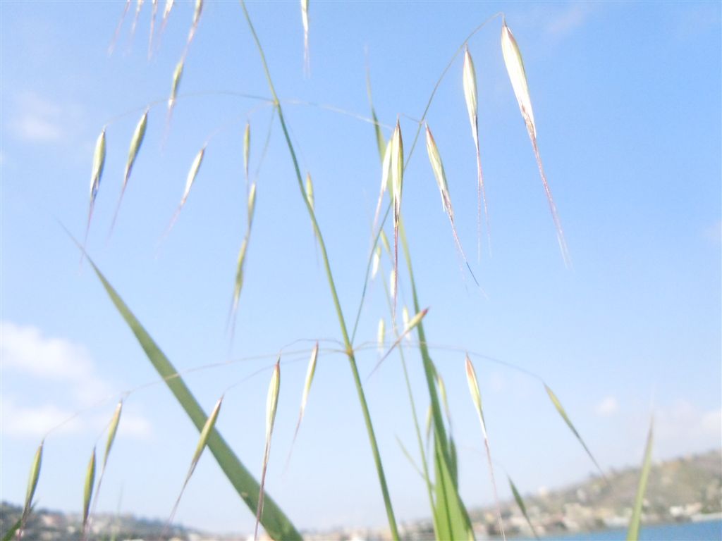 Pianta da Miseno - Avena barbata
